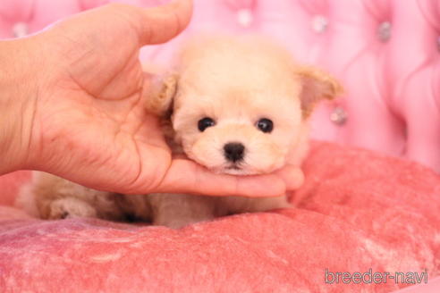 成約済の茨城県のティーカッププードル-149845の2枚目