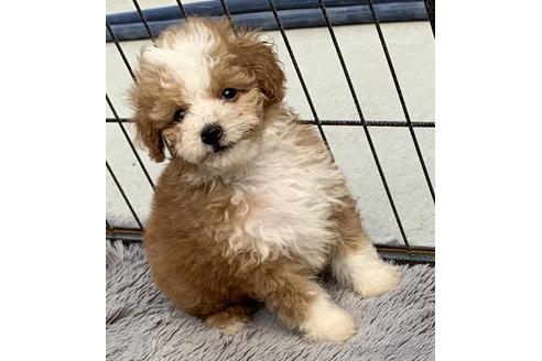 成約済の茨城県のミックス犬-144884の2枚目