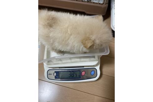 成約済の千葉県のポメラニアン-149857の5枚目