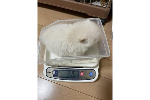 成約済の千葉県のポメラニアン-149860の5枚目