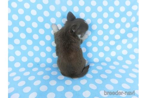 成約済の千葉県のチワワ(ロングコート)-149485の4枚目