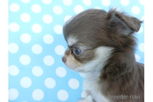 成約済の千葉県のチワワ(ロングコート)-149485の3枚目