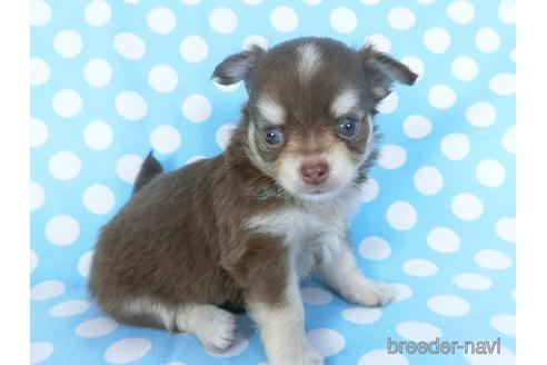 成約済の千葉県のチワワ(ロングコート)-149485の2枚目