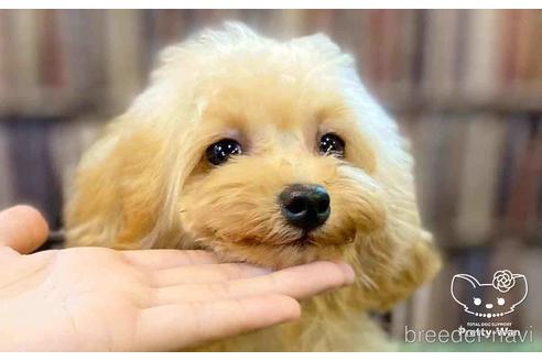 成約済の愛知県のタイニープードル-135458の2枚目