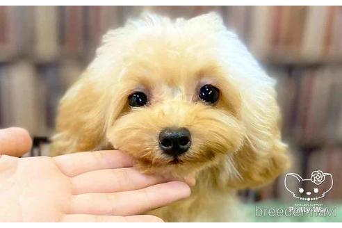 成約済の愛知県のタイニープードル-135458