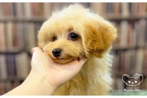 成約済の愛知県のタイニープードル-135458の4枚目