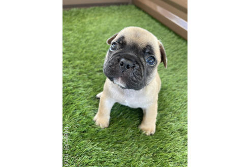 成約済の香川県のフレンチブルドッグ-148290