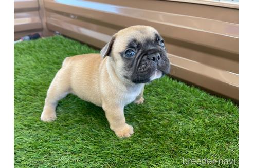 成約済の香川県のフレンチブルドッグ-148290の3枚目