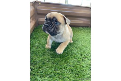 成約済の香川県のフレンチブルドッグ-148290の2枚目