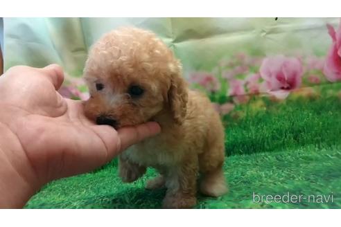 成約済の千葉県のトイプードル-149891の3枚目