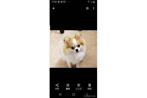 成約済の茨城県のポメラニアン-149905の2枚目