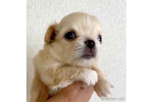 成約済の京都府のチワワ(ロングコート)-149928の3枚目