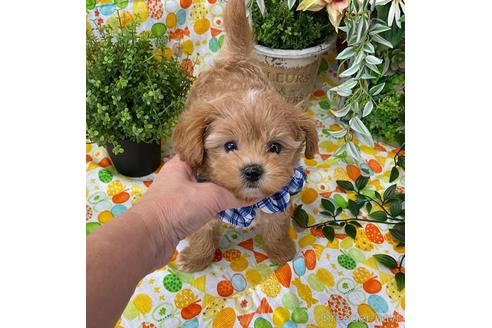 香川県のミックス チワプー チワワ トイプードル 男の子 21 07 30生まれ アプリコット 子犬id ブリーダーナビ