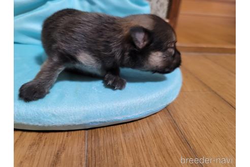 成約済の千葉県のポメラニアン-149371の11枚目