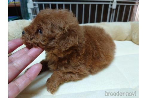 成約済の広島県のティーカッププードル-150260の21枚目