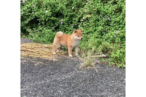 成約済の福岡県の豆柴-145371の1枚目