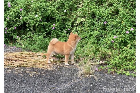 成約済の福岡県の豆柴-145371の5枚目