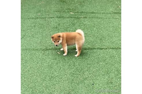 成約済の福岡県の豆柴-145371の2枚目