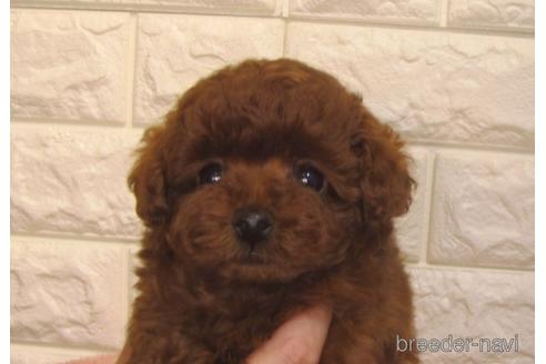 成約済の茨城県のトイプードル-149970の4枚目