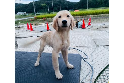 30万円以下のゴールデンレトリーバーの子犬を探す ブリーダーナビ