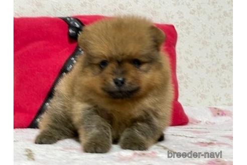 成約済の埼玉県のポメラニアン-150004の3枚目