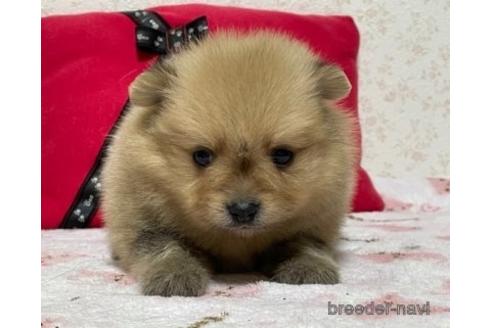 成約済の埼玉県のポメラニアン-150010の1枚目