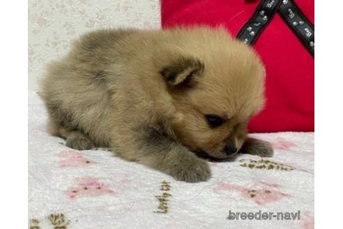 成約済の埼玉県のポメラニアン-150010の5枚目