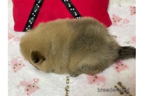 成約済の埼玉県のポメラニアン-150010の4枚目