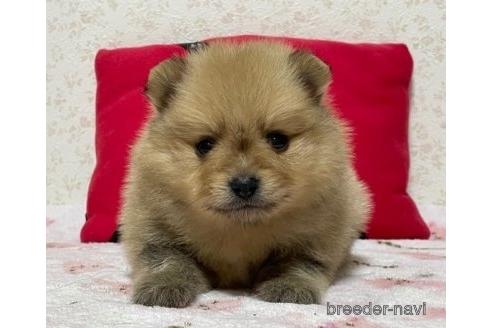 成約済の埼玉県のポメラニアン-150010の3枚目
