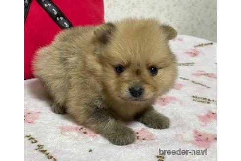 成約済の埼玉県のポメラニアン-150010の2枚目
