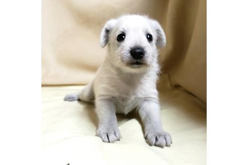 成約済の茨城県のミックス犬-148380の10枚目