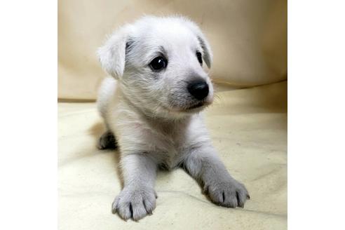 成約済の茨城県のミックス犬-148380の9枚目