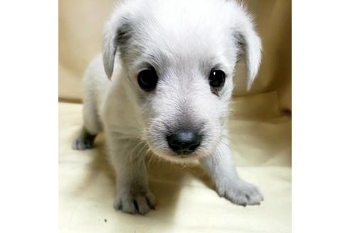成約済の茨城県のミックス犬-148380の8枚目