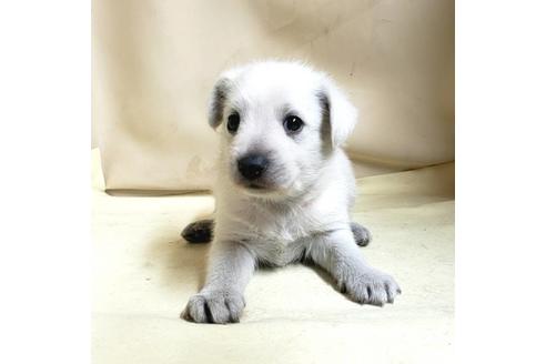 成約済の茨城県のミックス犬-148380の7枚目