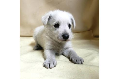 成約済の茨城県のミックス犬-148380の6枚目