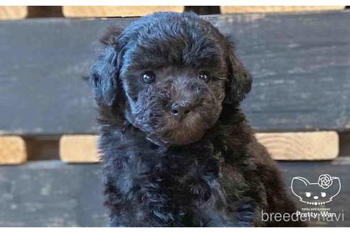 成約済の愛知県のトイプードル-148217の6枚目