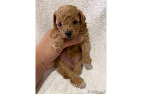 成約済の埼玉県のティーカッププードル-147662の3枚目