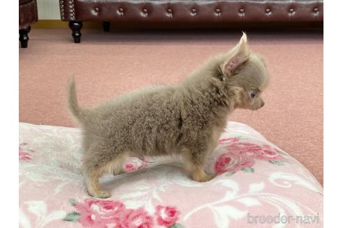 成約済の香川県のチワワ(ロングコート)-148169の3枚目