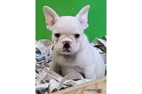 成約済の埼玉県のフレンチブルドッグ-150068の1枚目