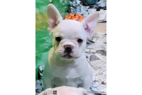 成約済の埼玉県のフレンチブルドッグ-150068の4枚目