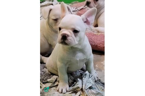 成約済の埼玉県のフレンチブルドッグ-150068の2枚目