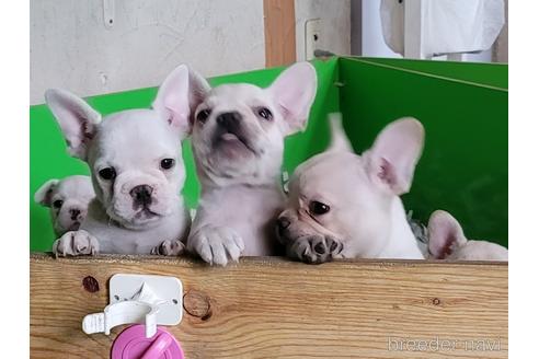 成約済の埼玉県のフレンチブルドッグ-150068の3枚目