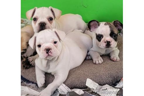 成約済の埼玉県のフレンチブルドッグ-150069の2枚目