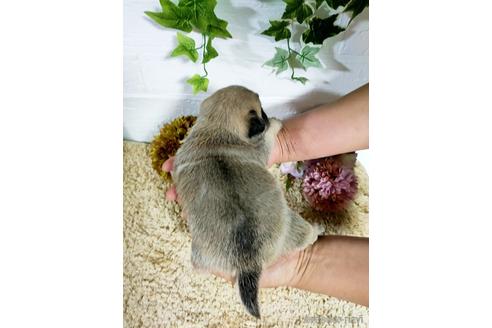成約済の埼玉県のミックス犬-147346の2枚目