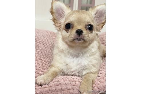 成約済の埼玉県のチワワ(ロングコート)-144168の6枚目