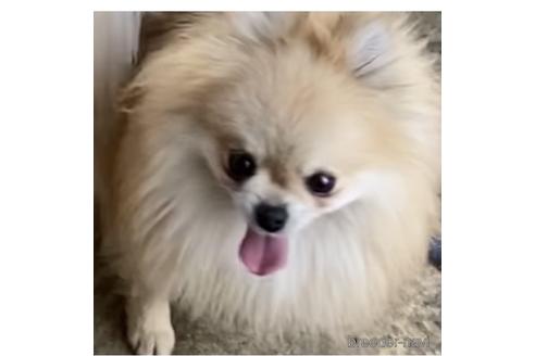 あんこくん1枚目