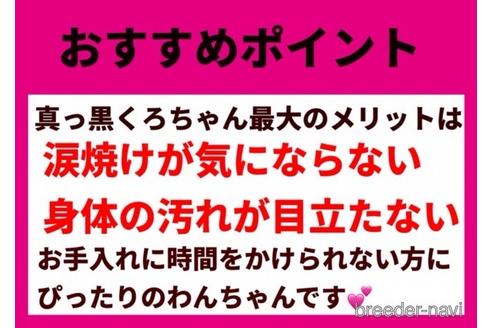 成約済の秋田県のミックス犬-150136の2枚目