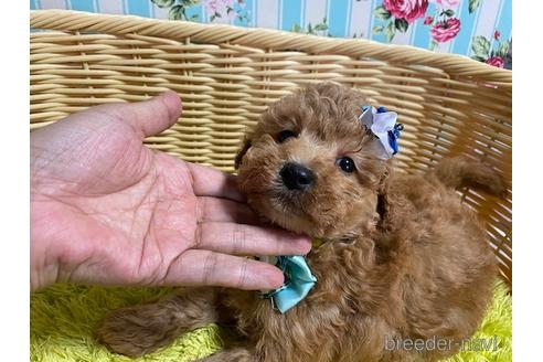 成約済の秋田県のミックス犬-150142の5枚目