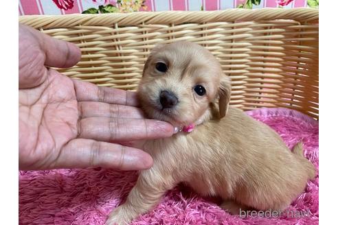 成約済の秋田県のチワックス:チワワ×ミニチュアダックスフンド-150144の1枚目