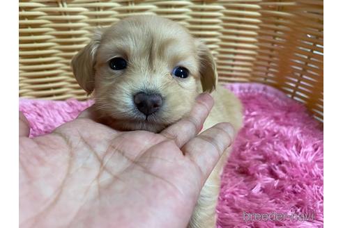 成約済の秋田県のチワックス:チワワ×ミニチュアダックスフンド-150144の2枚目